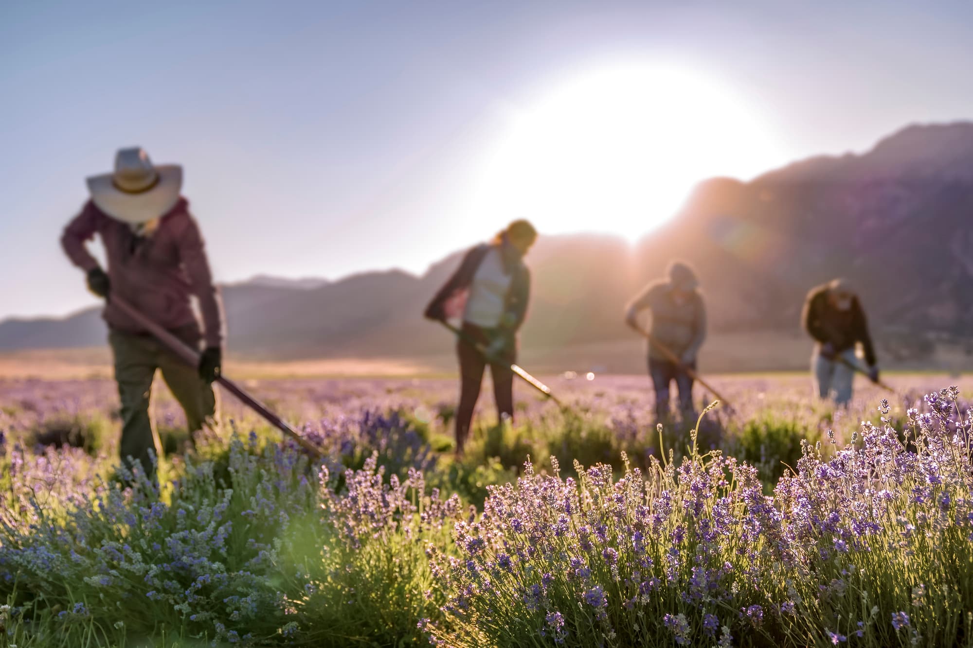 Почему Young Living